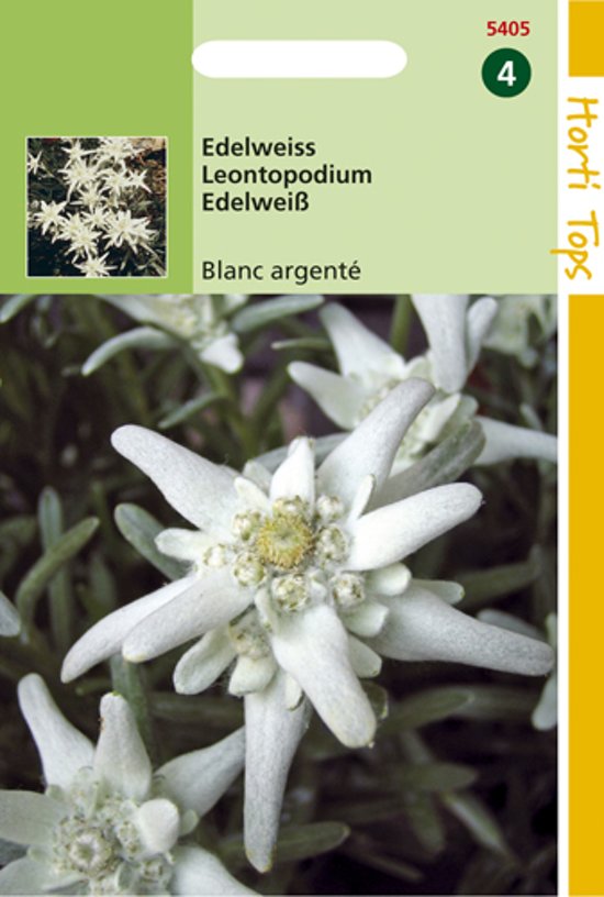 Edelweiss (Leontopodium alpinum) 1500 zaden HT